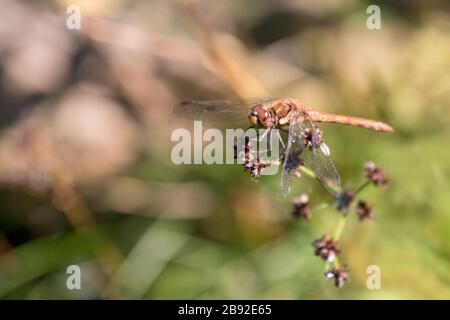 Gewöhnlicher Darter (Sympetrum striolatum), der auf einem Blumenkopf ruht Stockfoto