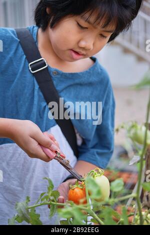 Ein Junge pflückt eine Tomate im heimischen Garten Stockfoto