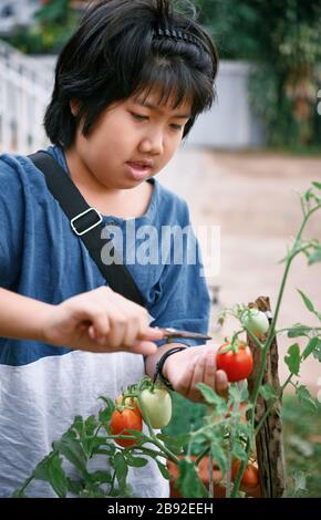 Ein Junge pflückt eine Tomate im heimischen Garten Stockfoto