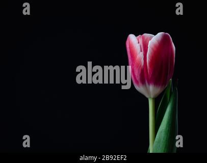 Nahaufnahme einer einzelnen rosa Tulpe, eingefasst in weiß vor schwarzem Hintergrund. Stockfoto