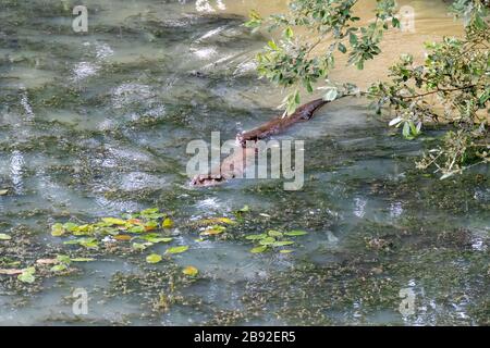 Eurasische Otter (Lutra Lutra) schwimmen durch einen Teich voller Algen Stockfoto