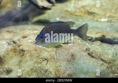 Kürbissamen und Sonnenfisch oder Lepomis gibbosus schwimmend im Süßwasser der Iberischen Halbinsel Stockfoto