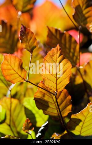 Fagus sylvatica var. purpurea, die Purpurbuche, Kupferbuche; im Frühjahr neu entstandene Blätter Stockfoto