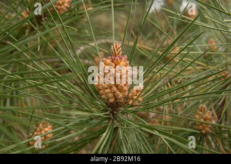 Pinienzapfen an einem japanischen Schwarzen Kiefernbaum (Pinus thunbergii) auf der Insel Tresco auf den Scilly-Inseln, England, Großbritannien Stockfoto