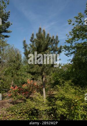 Frühlingslaub eines japanischen Schwarzen Kiefernbaums (Pinus thunbergii) mit hellblauem Himmel in einem Garten im ländlichen Devon, England, Großbritannien Stockfoto