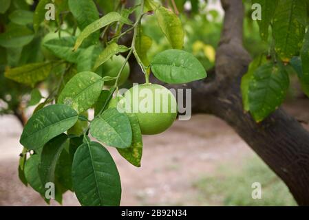 Zitrus × Paradisi unreife Frucht Stockfoto