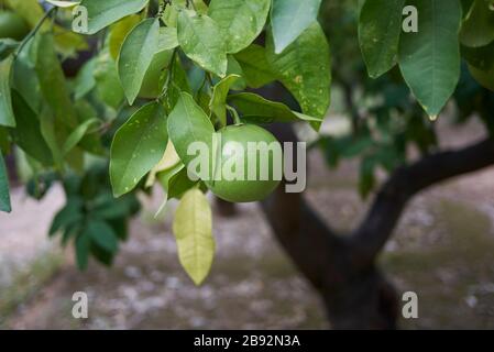 Zitrus × Paradisi unreife Frucht Stockfoto