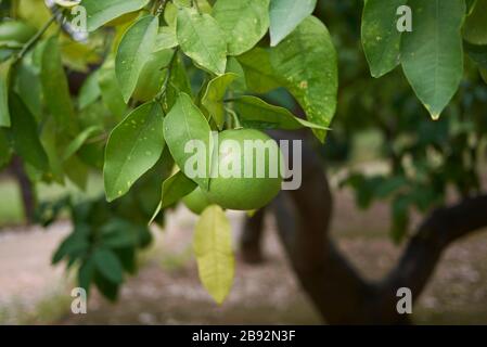 Zitrus × Paradisi unreife Frucht Stockfoto