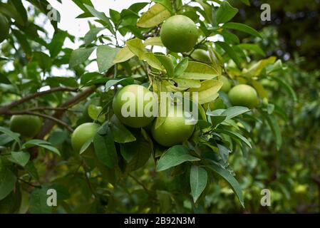 Zitrus × Paradisi unreife Frucht Stockfoto