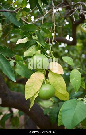 Zitrus × Paradisi unreife Frucht Stockfoto