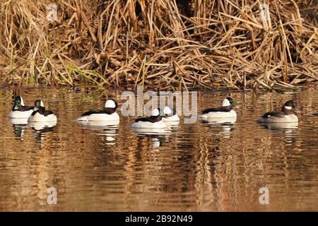 Bufflehead Enten im Sumpf Stockfoto