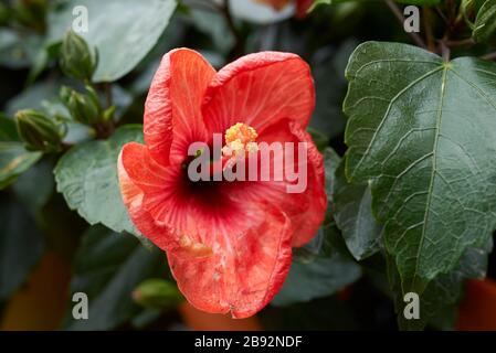 Hibiscus rosa-sinensis Strauch blüht Stockfoto