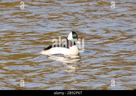 Bufflehead Enten im Sumpf Stockfoto