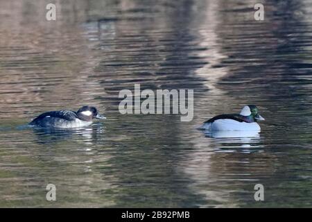 Bufflehead Enten im Sumpf Stockfoto