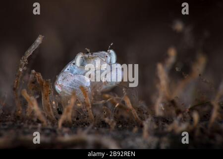 Megalopa (das letzte Larvenstadium bei Dekapod-Krebstieren), Größe 2 mm. Unterwasserfotografie aus Tulamen, Bali, Indonesien Stockfoto