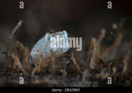 Megalopa (das letzte Larvenstadium bei Dekapod-Krebstieren), Größe 2 mm. Unterwasserfotografie aus Tulamen, Bali, Indonesien Stockfoto