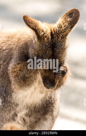 Wallaby, Macropodidae, Händewaschen weich gedämpftes Lichtporträt Stockfoto