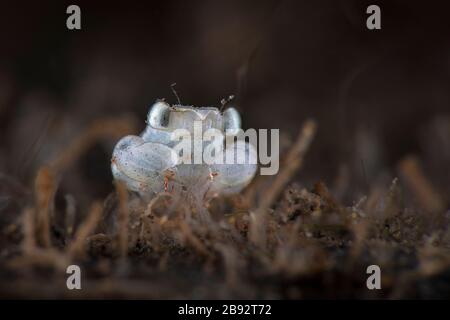 Megalopa (das letzte Larvenstadium bei Dekapod-Krebstieren), Größe 2 mm. Unterwasserfotografie aus Tulamen, Bali, Indonesien Stockfoto