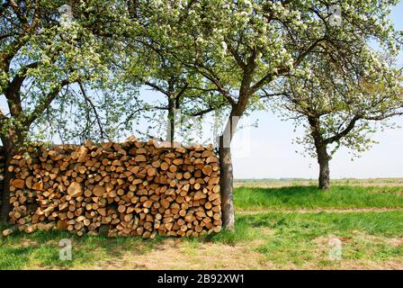 Landschaft mit Holzhaufen und blühenden apfelbäumen im Frühjahr Stockfoto