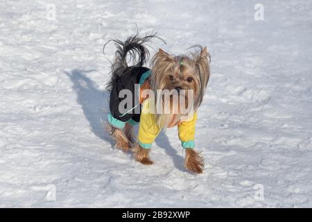 Der süße biewer yorkshire Terrier Welpe geht auf einem weißen Schnee im Winterpark. Haustiere. Reinrassige Hunde. Stockfoto