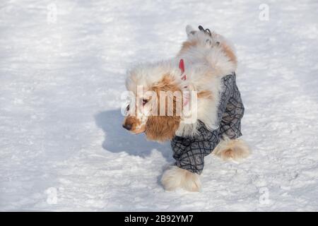 Der süße englische Kokerspaniel in schöner Tierkleidung geht im Winterpark spazieren. Haustiere. Reinrassige Hunde. Stockfoto