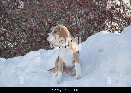 Der süße englische Beagle-Welpe sitzt im Winterpark auf einem weißen Schnee. Haustiere. Reinrassige Hunde. Stockfoto