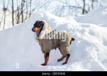 Der niedliche Miniatur-Pinscher-Welpe in schöner Haustierkleidung steht im Winterpark auf einem weißen Schnee. Haustiere. Reinrassige Hunde. Stockfoto