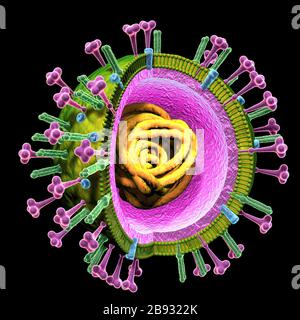 3D-Darstellung von Influenzaviren mit RNA, Oberflächenproteinen Hämagglutinin und Neuraminidase Stockfoto