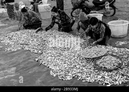 Der morgendliche Fang ist im Fischerdorf Ngapali angekommen. Der Fisch wird an Land gebracht und geteilt oder verkauft. Ngapali, Rakhine-Staat, Myanmar Stockfoto