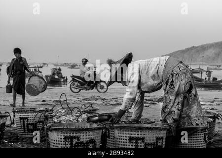 Der morgendliche Fang ist im Fischerdorf Ngapali angekommen. Der Fisch wird an Land gebracht und geteilt oder verkauft. Ngapali, Rakhine-Staat, Myanmar. Stockfoto