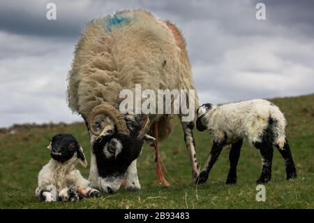 Swaledale Ewe säubert neugeborene Zwillingspammern in einer Uplandweide, Cumbria, Großbritannien. Stockfoto