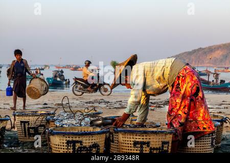 Der morgendliche Fang ist im Fischerdorf Ngapali angekommen. Der Fisch wird an Land gebracht und geteilt oder verkauft. Ngapali, Rakhine-Staat, Myanmar. Stockfoto