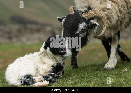 Swaledale Ewe säubert neugeborene Zwillingspammern in einer Uplandweide, Cumbria, Großbritannien. Stockfoto