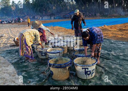 Der morgendliche Fang ist im Fischerdorf Ngapali angekommen. Der Fisch wird an Land gebracht und geteilt oder verkauft. Ngapali, Rakhine-Staat, Myanmar. Stockfoto