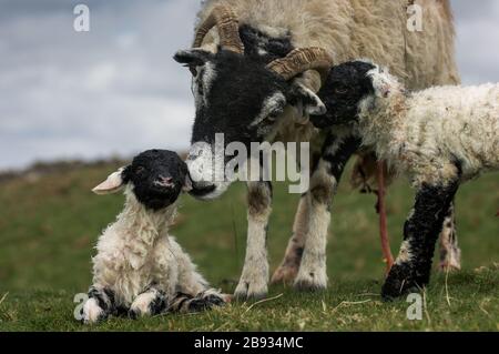 Swaledale Ewe säubert neugeborene Zwillingspammern in einer Uplandweide, Cumbria, Großbritannien. Stockfoto