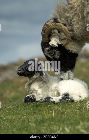 Swaledale Ewe säubert neugeborene Zwillingspammern in einer Uplandweide, Cumbria, Großbritannien. Stockfoto