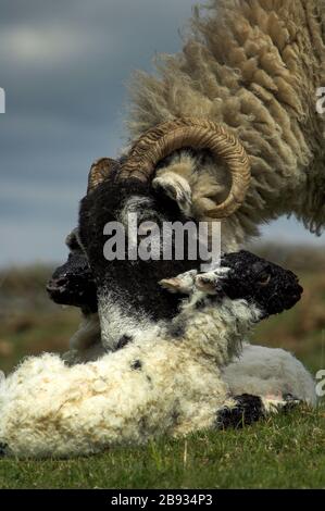 Swaledale Ewe säubert neugeborene Zwillingspammern in einer Uplandweide, Cumbria, Großbritannien. Stockfoto