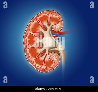 Medizinische Darstellung mit Querschnitt einer Niere auf blauem Hintergrund Stockfoto