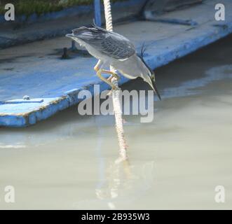 Gestreifte Heron, Krabi 190120 Stockfoto