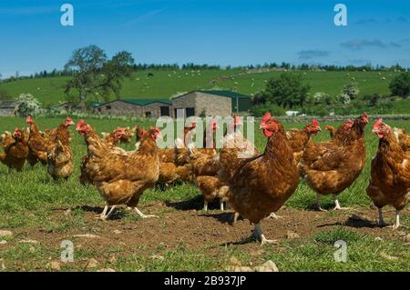 Freireichhennen, die außerhalb ihrer Feder auf dem Feld weiden. Cumbria, Großbritannien Stockfoto