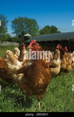 Freireichhennen, die außerhalb ihrer Feder auf dem Feld weiden. Cumbria, Großbritannien Stockfoto