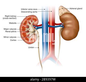 Medizinische Darstellung, die den Querschnitt einer Niere mit Vena cava inferior und Aorta absteigend zeigt Stockfoto