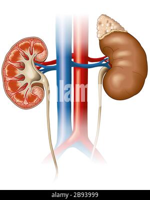 Medizinische Darstellung, die den Querschnitt einer Niere mit Vena cava inferior und Aorta absteigend zeigt Stockfoto