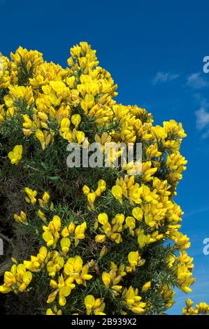 Gorseenbusch, Ulex europaeus, in voller Blüte, mit gelben Blumen darauf. Cumbria, Großbritannien. Stockfoto