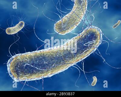 3D-Abbildung mit Escherichia coli-Bakterien (E. coli) mit Nucleoid (DNA), Ribosomen, Zytoplasma, Flagellum und Fimbriae Stockfoto
