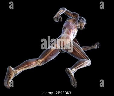 3D-Darstellung des laufenden Mannes mit inneren Organen, Herz, Lunge, Muskeln, Gehirn und Skelett Stockfoto