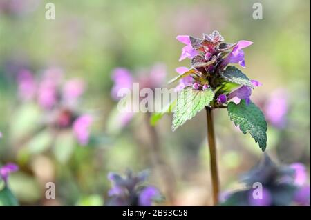 Der Gefleckte Dead-Nettle Lamium Maculatum Blüht Im Frühjahr Stockfoto