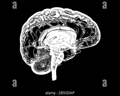 Menschliches Gehirn, Kunstwerke, medizinische 3D-Darstellung Stockfoto