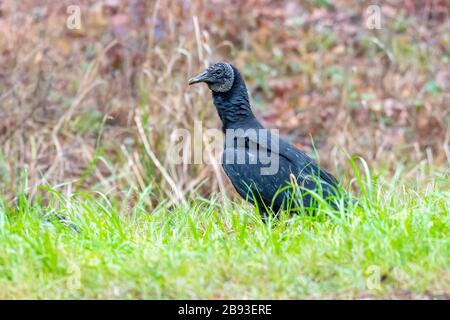 Ein Schwarzer Geier (Coragyps atratus) auf dem Boden im Savannah National Wildlife Refuge, Georgia, USA. Stockfoto