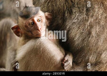 Der kleine Affe blickt nach oben. Heiliger Affenwald, Ubud, Indonesien Stockfoto